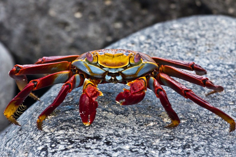 Sally lightfoot crab, Galapagos, Islands, Ecuador.