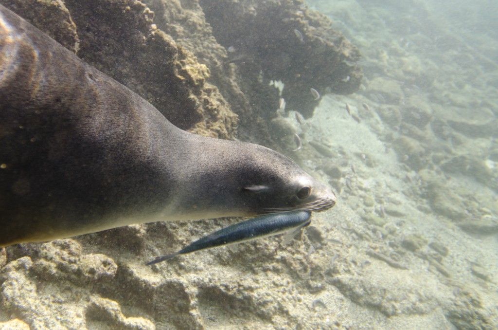 sea lion swimming underwater in the galapagos islands