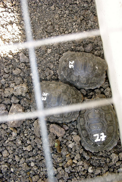 Baby Tortoises at the charles darwin research station in the galapagos islands