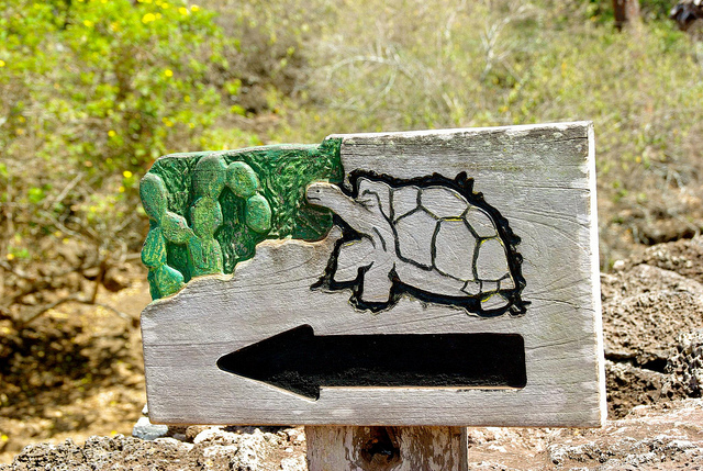 Tortoises at the charles darwin research station in the galapagos islands