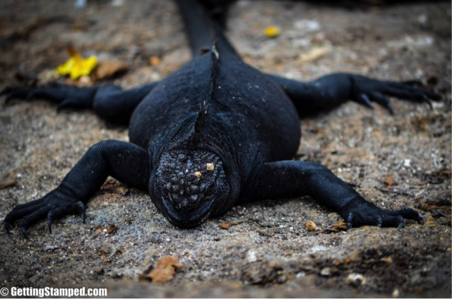 The Swimming Marine Iguanas of the Galapagos Islands