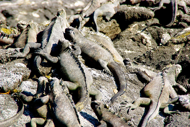 marine iguanas in the galapagos islands huddled together to stay warm