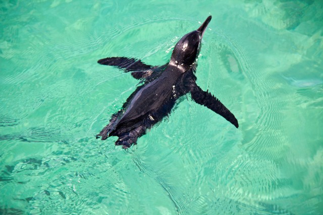 swimming with penguins in the galapagos islands