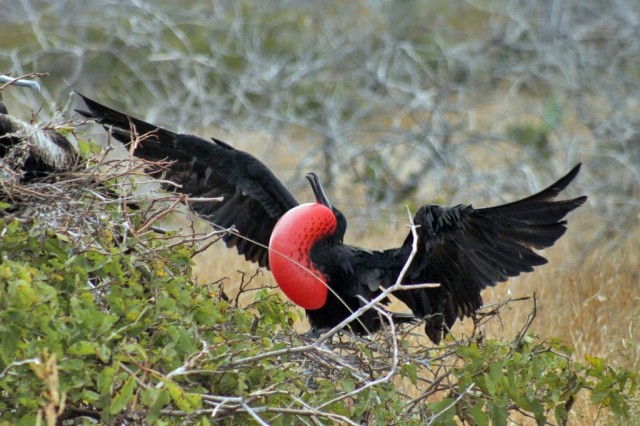 frigate bird in the galapagos islands showing off for a mate