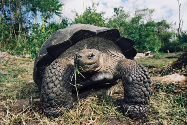 Galapagos Tortoise in the highlands