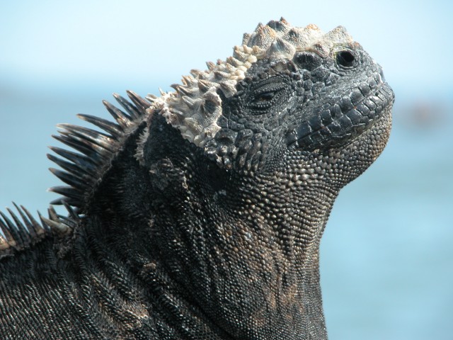 Iguana head