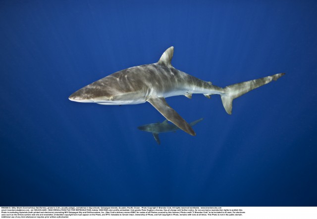 Carcharhinus falciformis identification photograph, horizontal format, hires with copy space