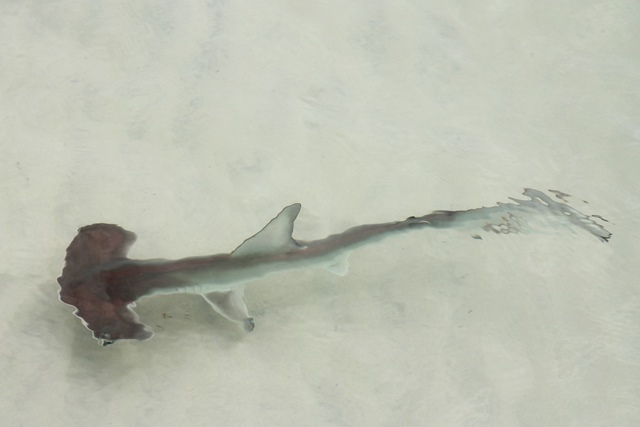 Baby hammerhead shark, Galapagos Islands