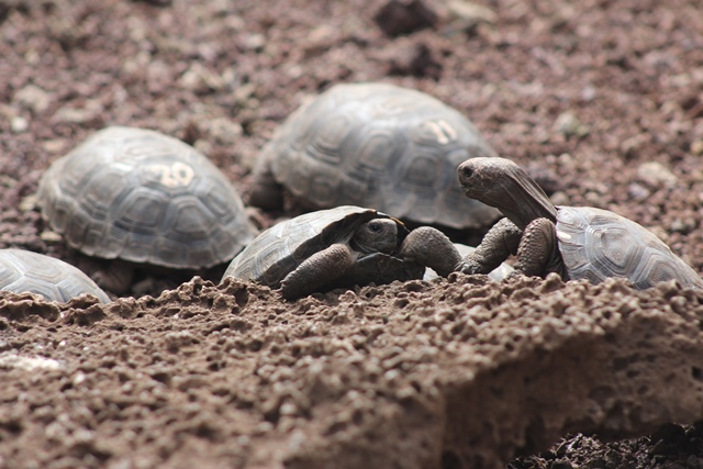Giant tortoise babies