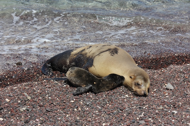 baby Sea lion in the Galapagos