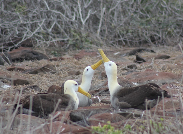 Waved albatross in the Galapagos