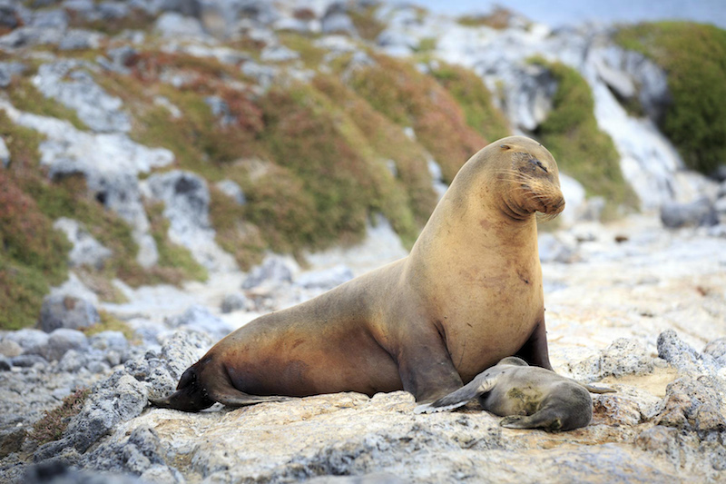 ECUADOR, Galapagos, Sealion on cliffs at South Plaza Island, sea lion pups