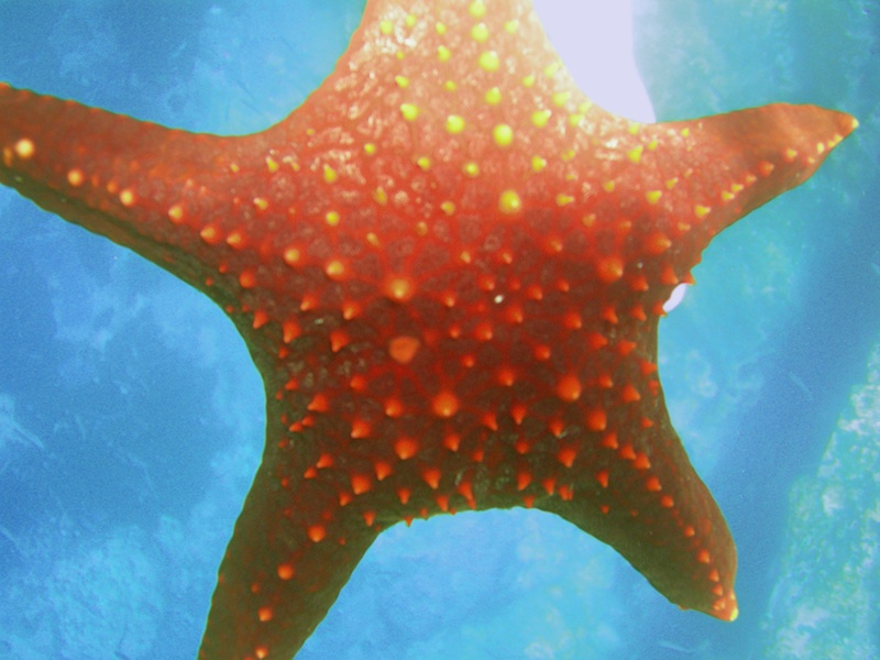 starfish - david noyes