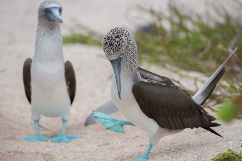 blue footed booby Galapagos Islands
