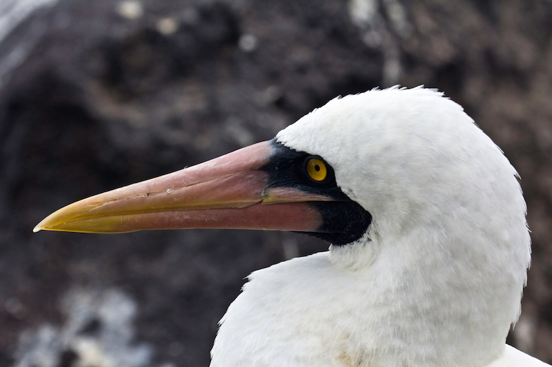 Nazca masked booby, Punta Suarez, Isla Espanola, Galapagos Islands, Ecuador.