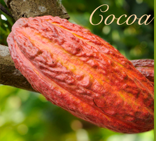 cacao-hacienda