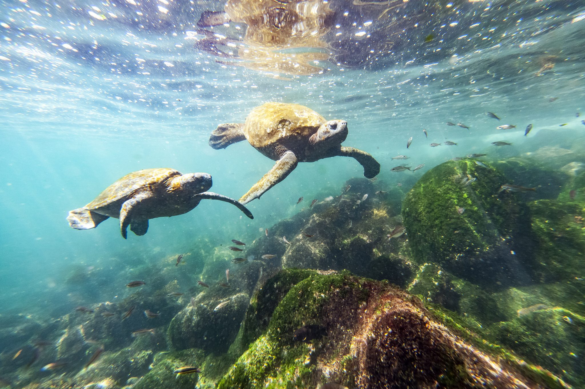 Happy World Turtle Day Ecoventura