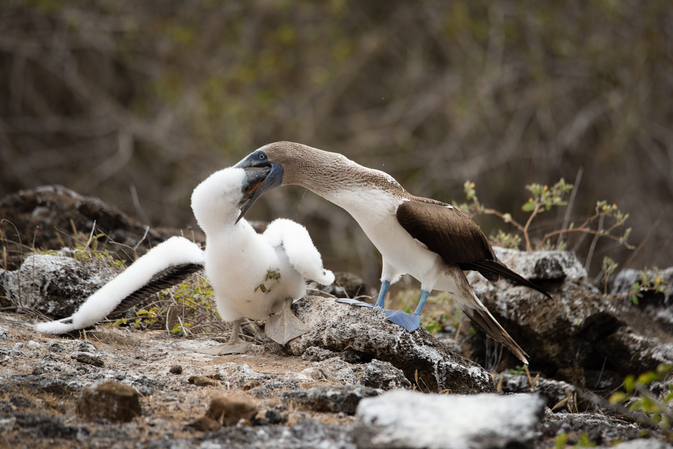 Migratory Patterns Of Galapagos Animals - What to Expect
