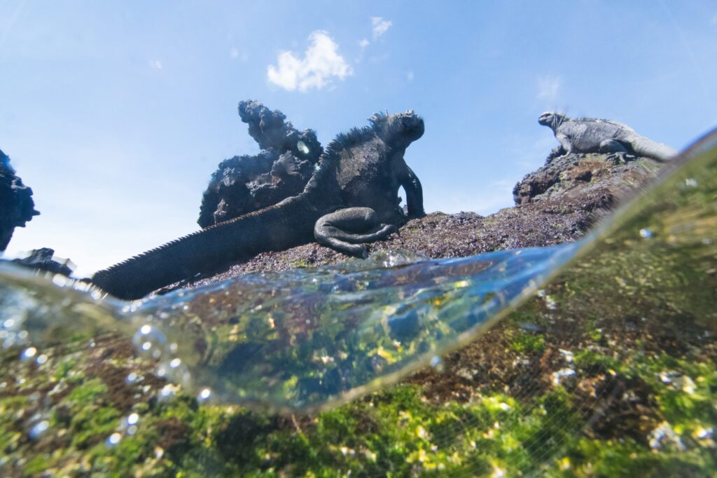 Iguana Searching for Algae