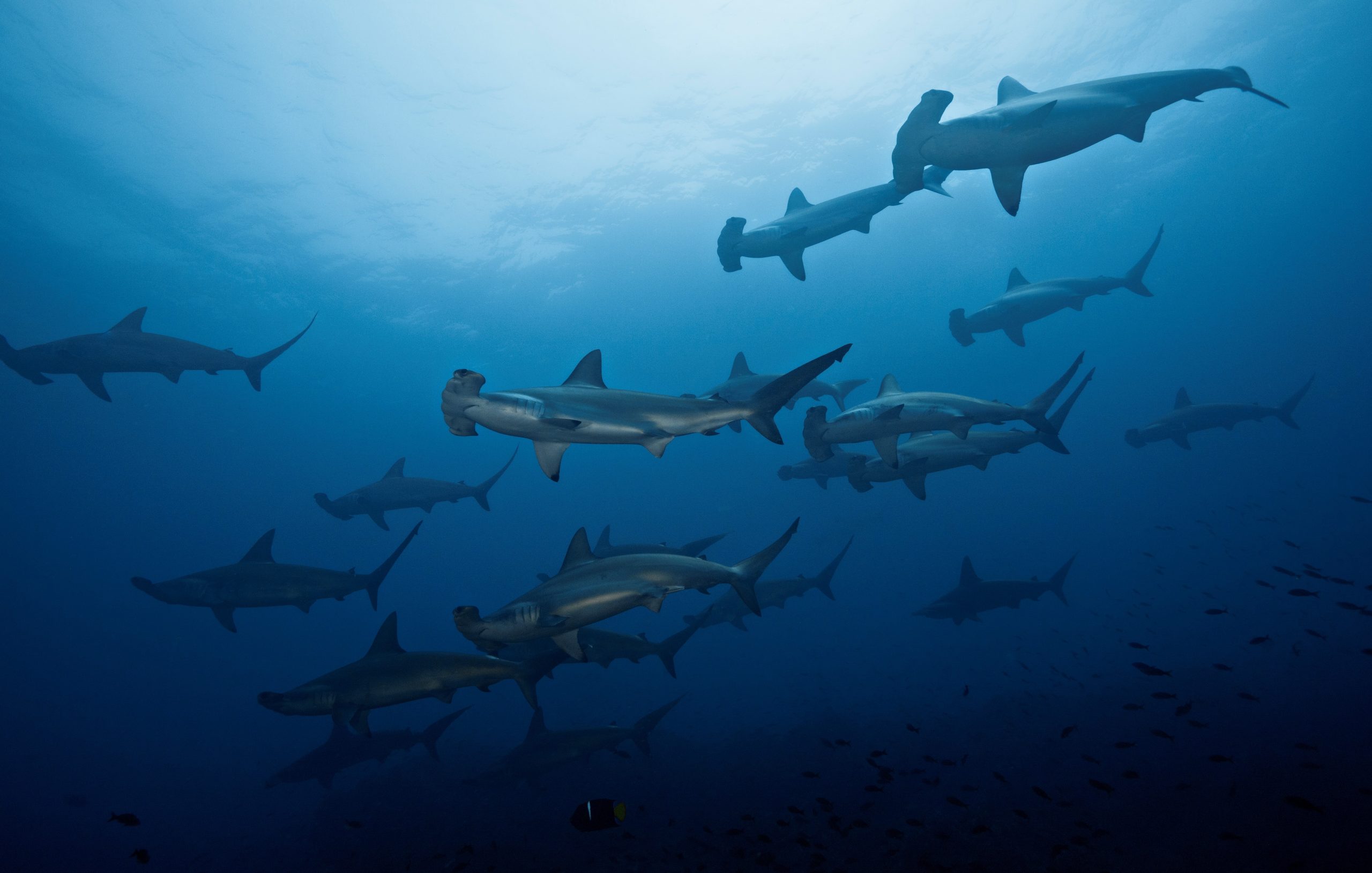 Galapagos Islands hammer head sharks