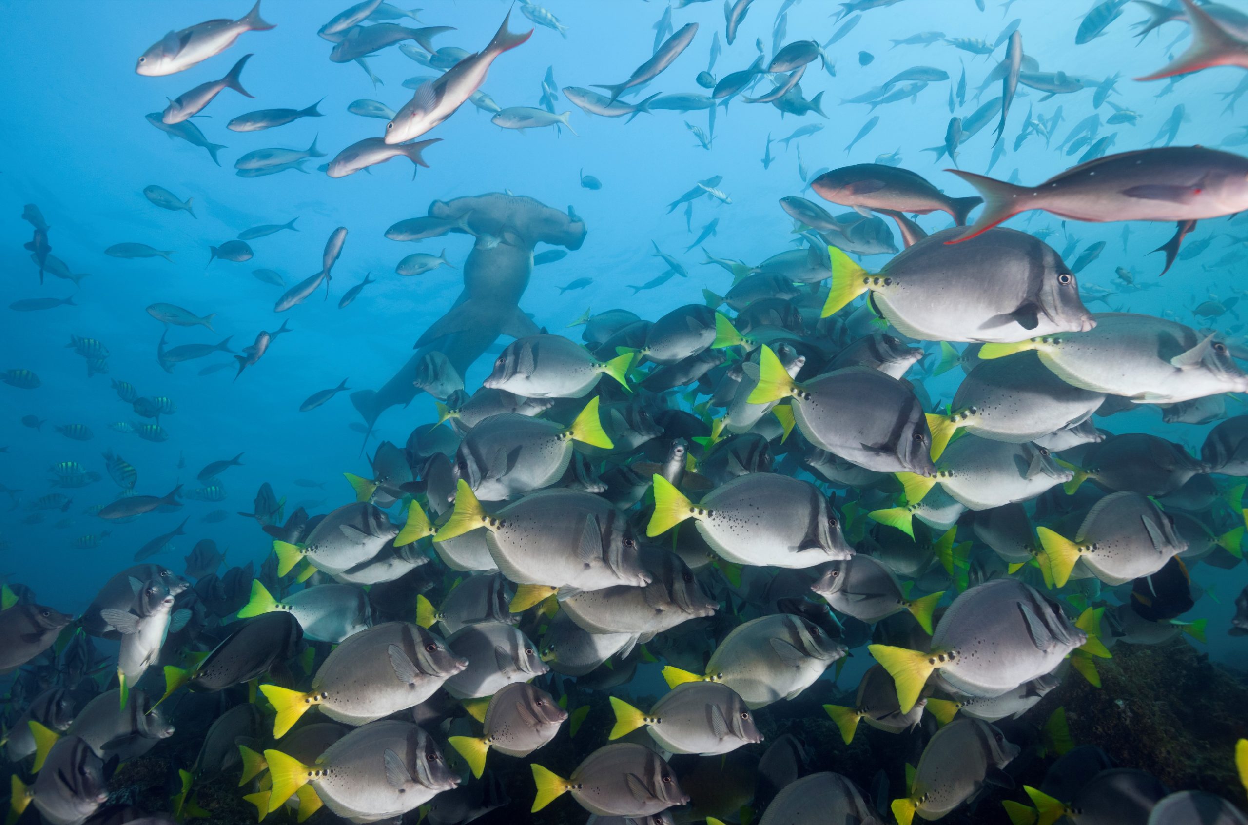multitude of fish while diving in the galapagos islands