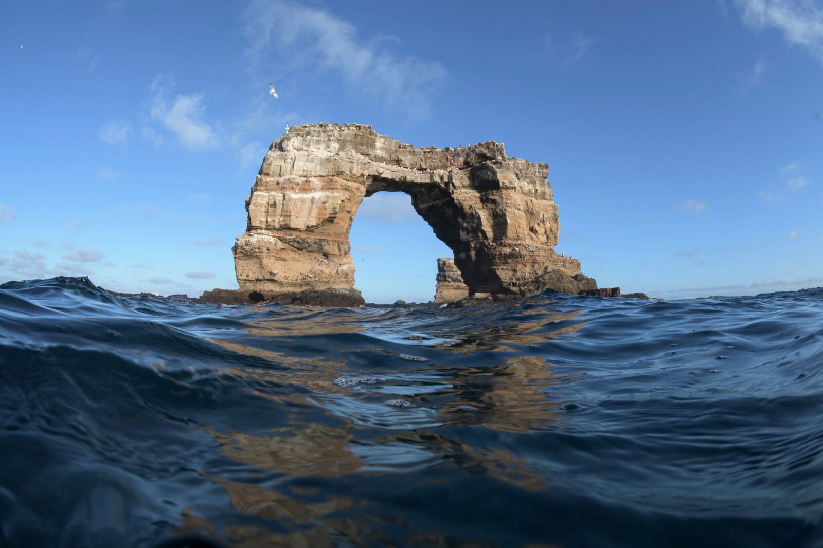 Scuba under Darwin's Arch in the Galapagos Islands