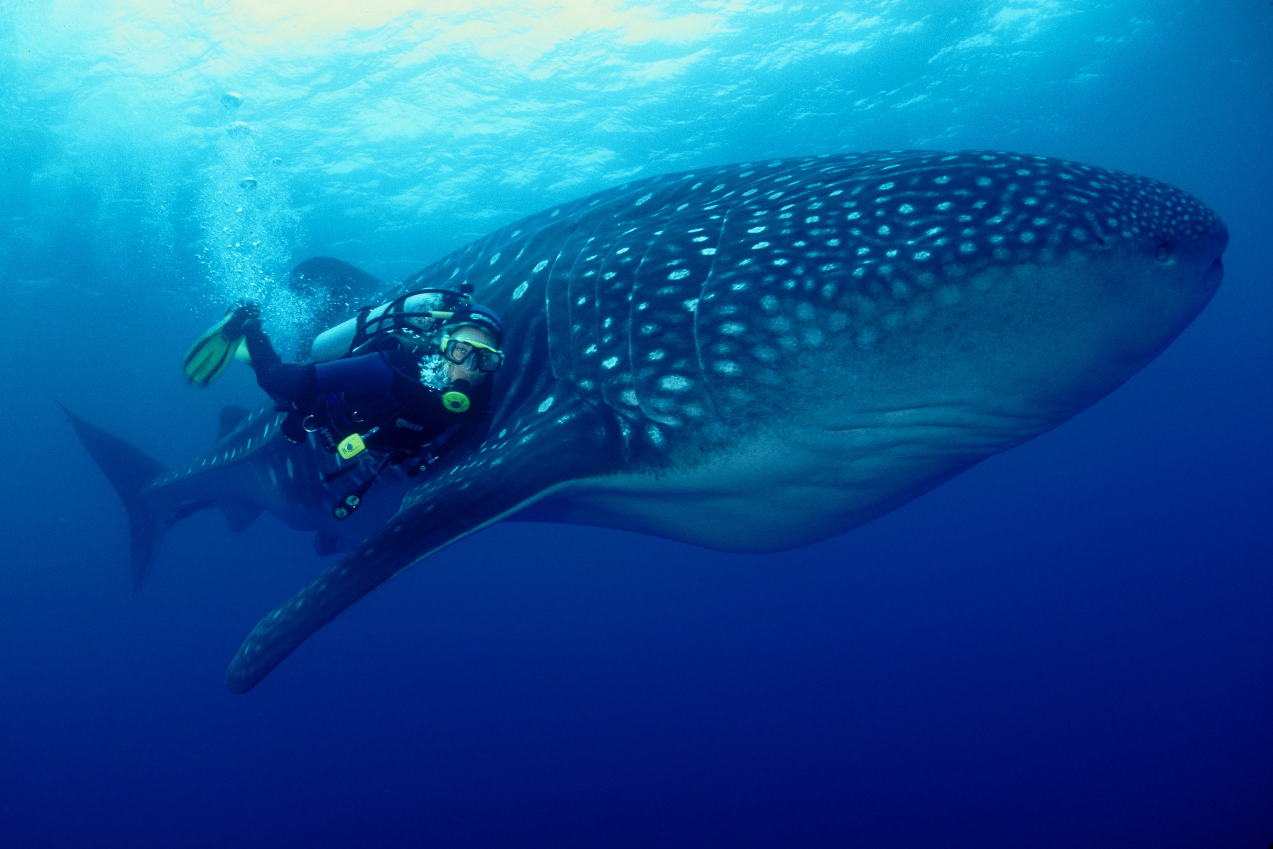 scuba with whale shark in the Galapagos